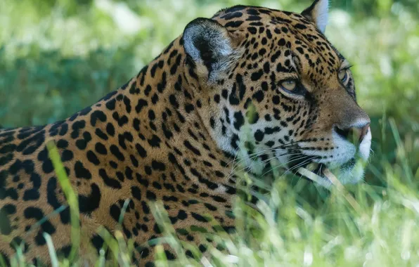 Picture face, predator, Jaguar, wild cat