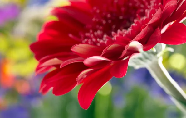 Flower, macro, rose, rose, flower, Close Up, beautiful red daisy gerbera, beautiful red gerbera Daisy