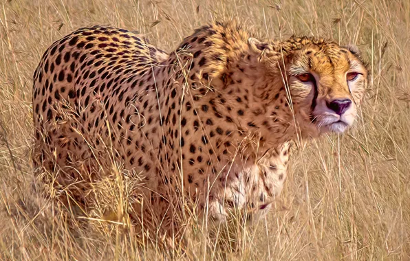 Grass, predator, wild cat, Cheetah