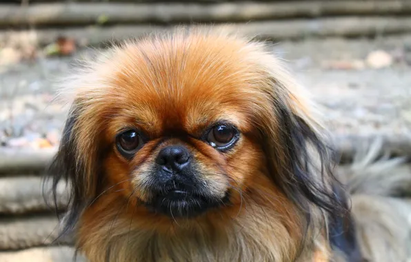 Mood, red, Rus, Sad dog