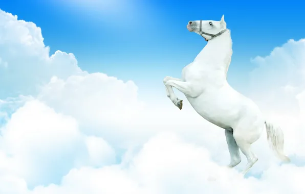 Picture white, the sky, clouds, fantasy, horse, horse
