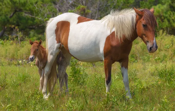 Summer, grass, look, nature, glade, horse, two, horses