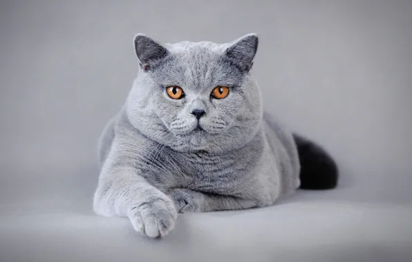 Picture cat, pose, lies, grey, background, face, photoshoot, British