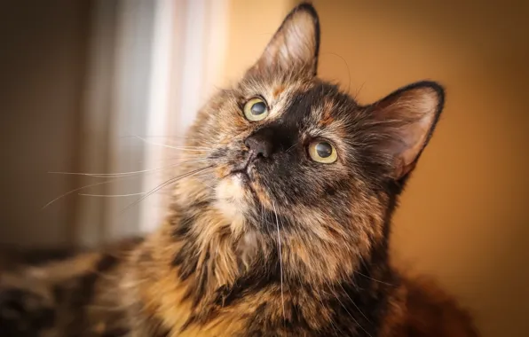 Picture cat, cat, look, face, background, portrait, spotted, motley