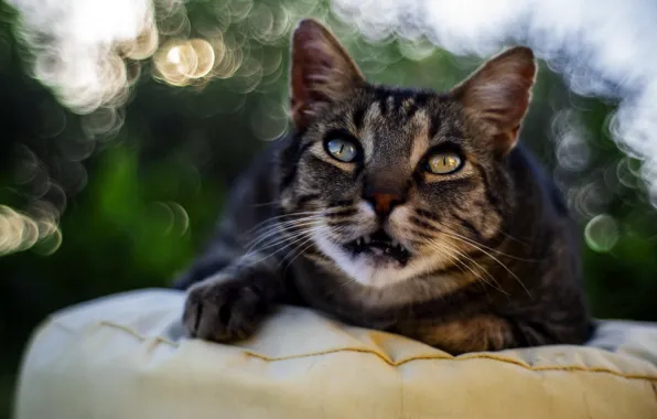 Greens, cat, cat, look, face, light, nature, pose