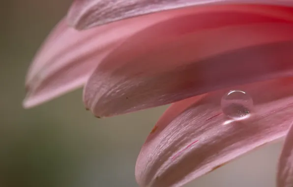 Picture petals, flowers, drops
