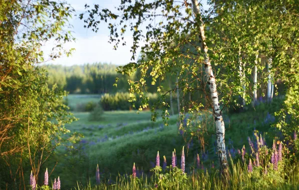Greens, field, forest, summer, grass, light, trees, flowers
