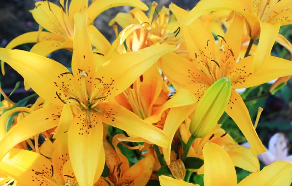 Picture flowers, Lily, yellow