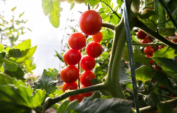 Leaves, macro, nature, branch, stem, fruit, red, tomatoes