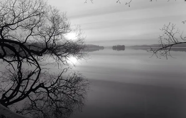 Trees, lake, dawn, black and white, monochrome