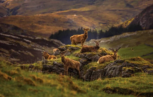 Mountains, nature, stones, stay, deer, the herd