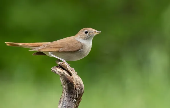 Bird, bird, Nightingale