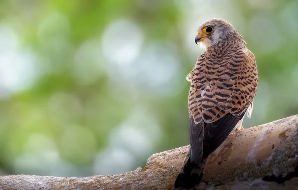 Look, light, tree, bird, log, Falcon, green background, predatory