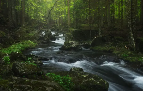 Forest, water, trees, river, stones, stream