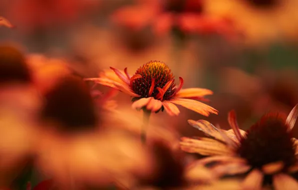 Flowers, blur, garden, orange, bokeh, rudbeckia