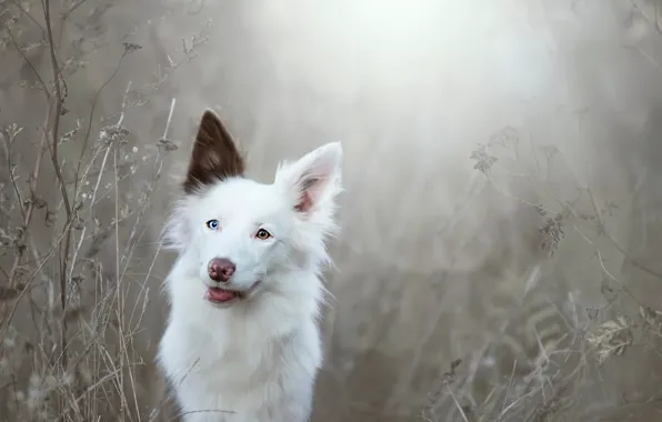 Fog, each, dog