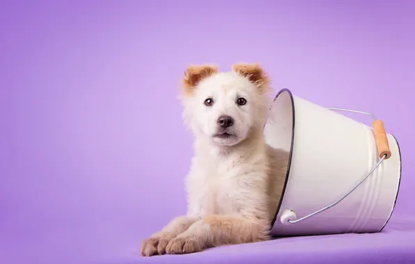 White, look, dog, baby, bucket, puppy, lies, bucket