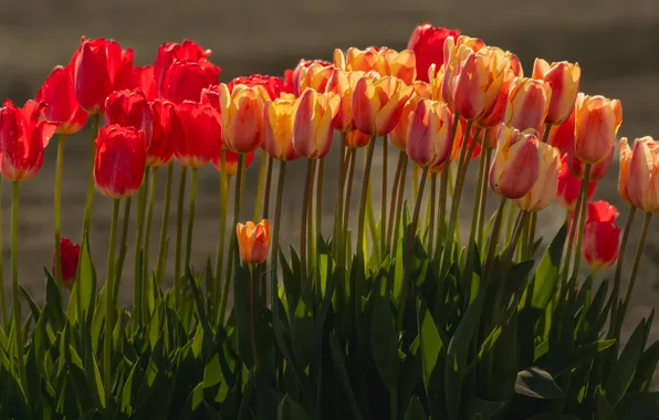 Leaves, flowers, stems, spring, garden, tulips, red, orange