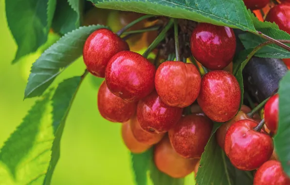 Leaves, cherry, berries, background, food, branch, bunch, red