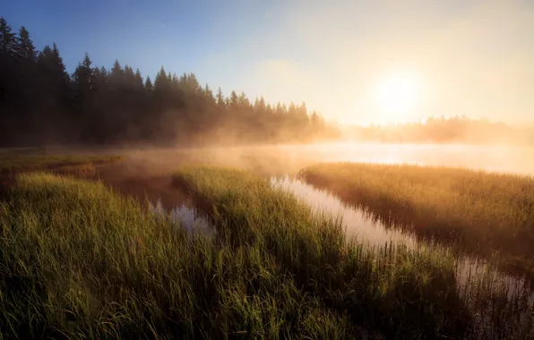 Picture forest, grass, fog, lake, dawn, shore, morning, ate