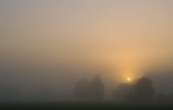 Picture trees, sunset, fog
