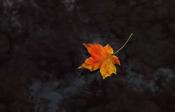 Autumn, water, sheet