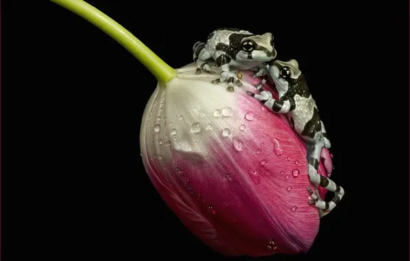 Drops, macro, Rosa, Tulip, pair, frogs, black background
