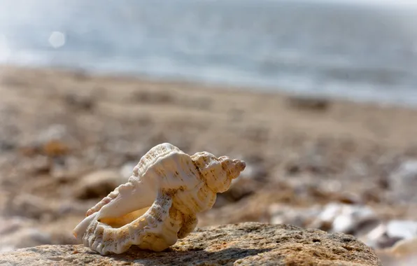 Sea, macro, shore, stone, shell