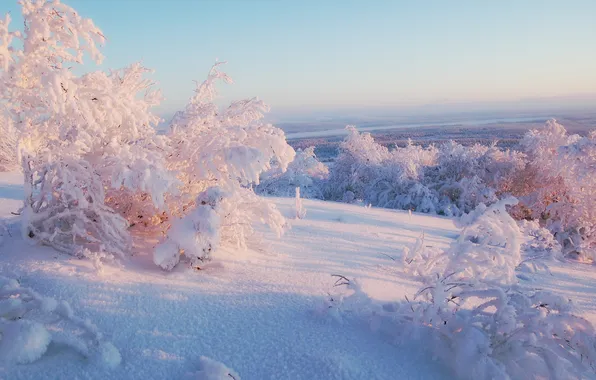 Winter, snow, trees, North
