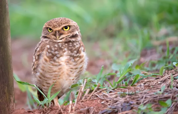 Picture nature, owl, bird, bokeh, Burrowing Owl