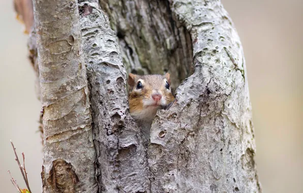 Nature, background, tree, muzzle, animal, Chipmunk, bark, Peeps