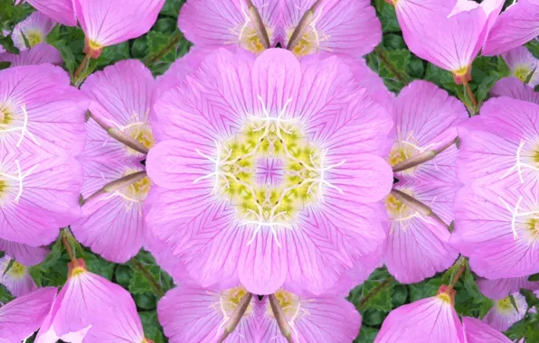 Flowers, reflection, petals, symmetry, kaleidoscope