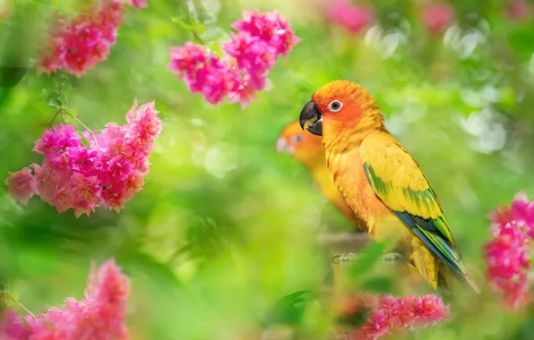 Picture birds, nature, tropics, foliage, parrots, a couple, inflorescence, FuYi Chen