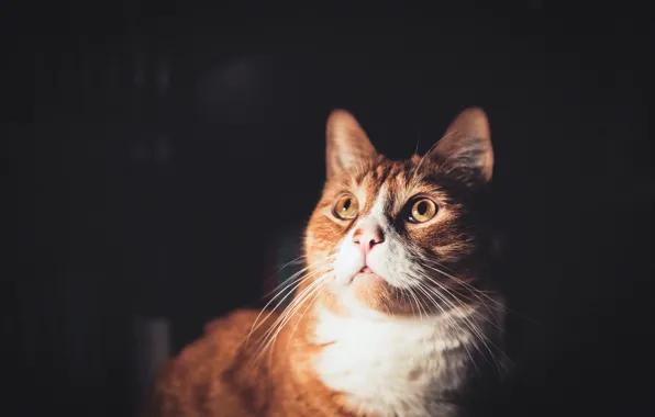 Cat, look, background