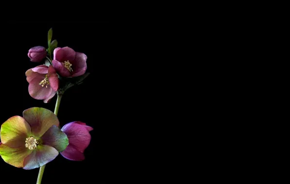 Picture light, branches, shadow, petals, stem