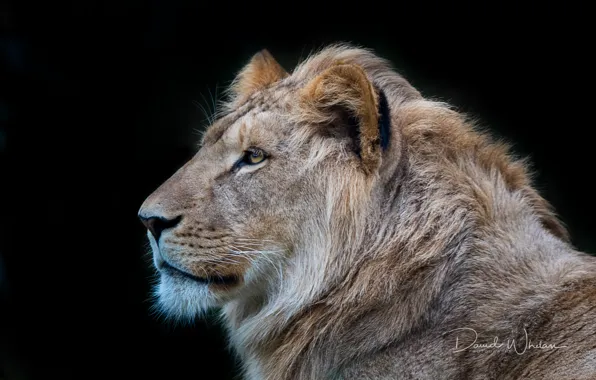 Leo, king, beast
