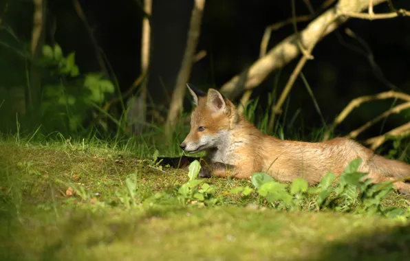 Picture the edge of the forest, lying on the grass, Fox