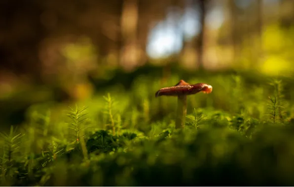 Greens, forest, grass, macro, mushroom, bokeh