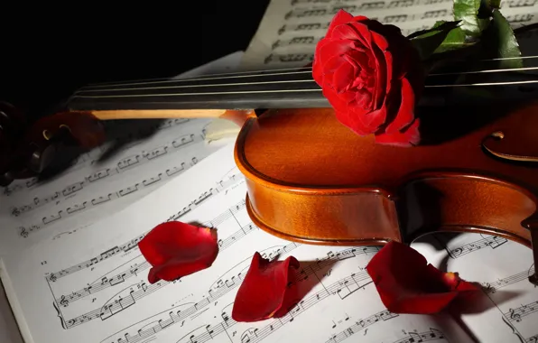 Picture flowers, notes, violin, roses, petals