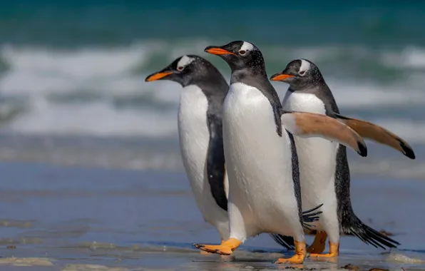 Birds, the ocean, penguins, trio, Trinity, Papuan Penguin