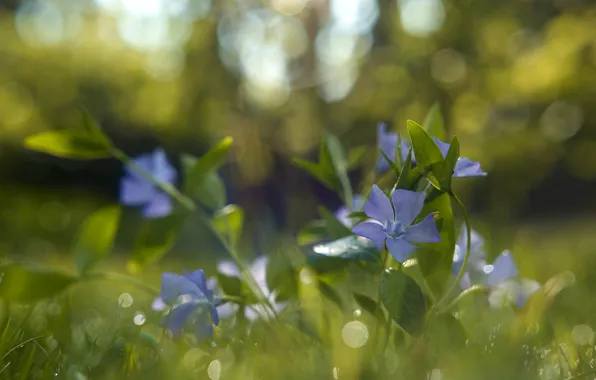 Picture summer, grass, macro, flowers, nature, bokeh