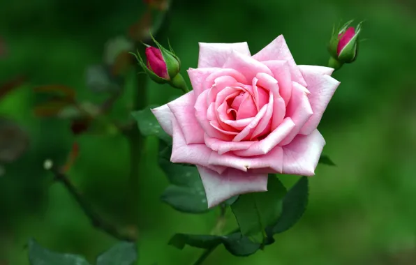 Picture pink, rose, petals