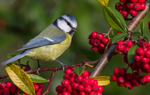 Branch, Rowan, tit