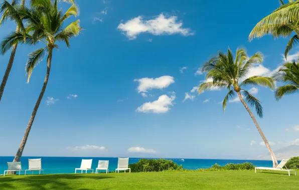 Sea, greens, the sky, grass, the sun, clouds, tropics, palm trees