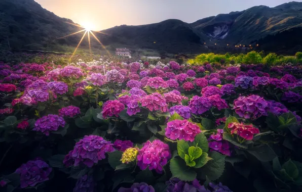 Picture light, flowers, nature