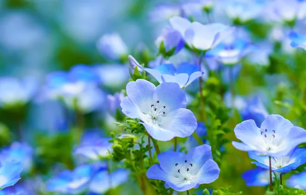 Macro, flowers, blur, spring, blue, clearing, bokeh, nemophila