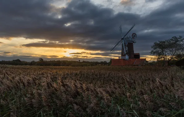 Picture field, the sky, grass, clouds, sunset, the evening, ears, twilight