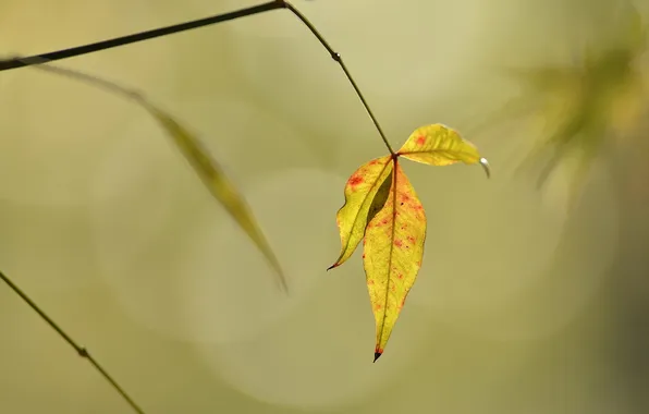 Autumn, leaves, nature