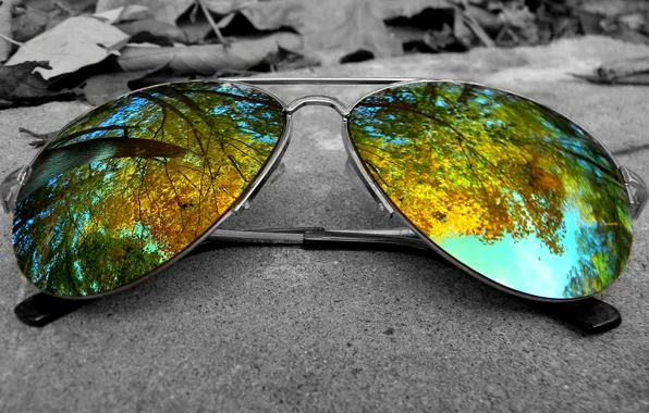 Picture reflection, tree, glasses