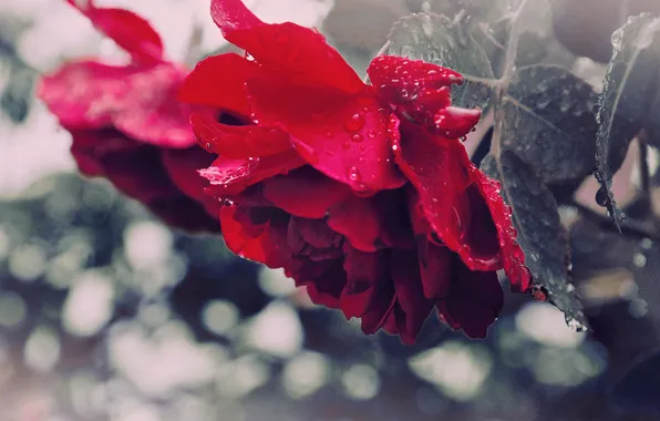 Leaves, drops, macro, flowers, rose, beauty, red